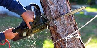 How Our Tree Care Process Works  in  Bel Air South, MD