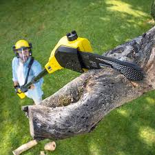 Bel Air South, MD Tree Care Company