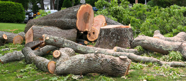 Best Tree Mulching  in Bel Air South, MD