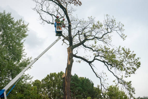 Best Palm Tree Trimming  in Bel Air South, MD